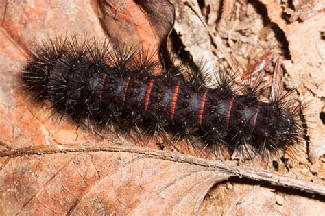 Giant Leopard Moth (Caterpillars of Ontario) · iNaturalist