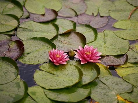 Water Lily Flower Meaning and Symbolism in Different Cultures | Florgeous