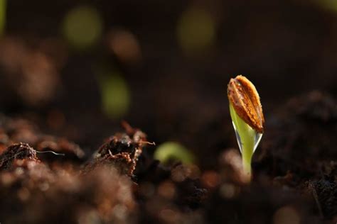 Seed Germination Process, Steps, Types | Gardening Tips