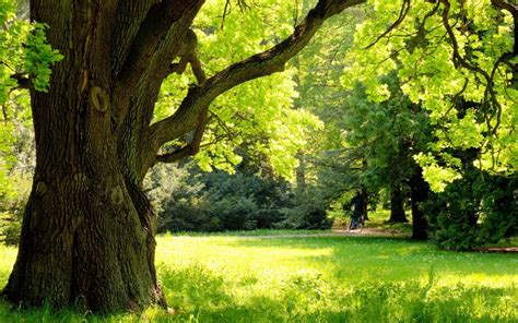 The Silent Tree Killer: Compaction | Brownsburg Landscape