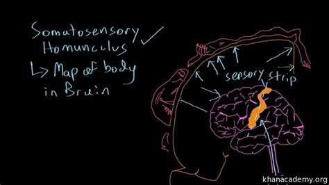 Primary Somatosensory Cortex Homunculus