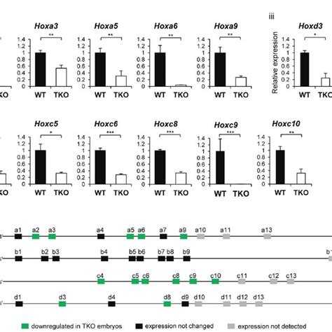 The expression profiles of Hox genes in single-H1 KO ESCs. Relative... | Download Scientific Diagram