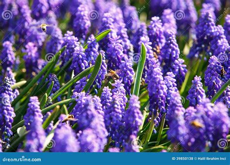 Bees on spring flowers stock photo. Image of flying, landscape - 39850138