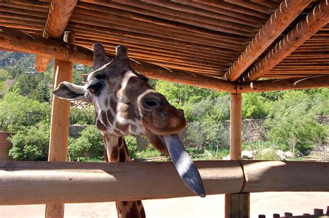 Cheyenne Mountain: Map Of Cheyenne Mountain Zoo