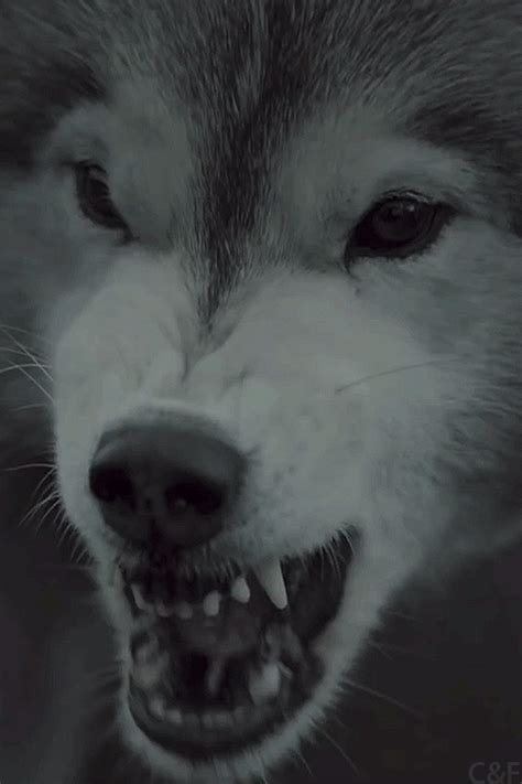 Heulender Wolf GIF Tumblr