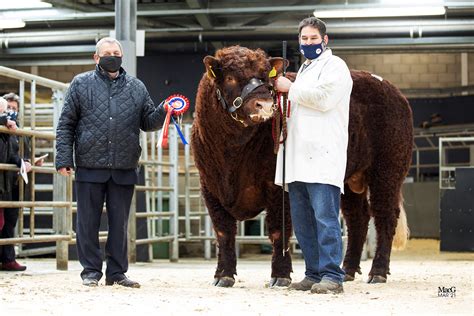 MELTON MOWBRAY – SALE REPORT | Salers Cattle Society