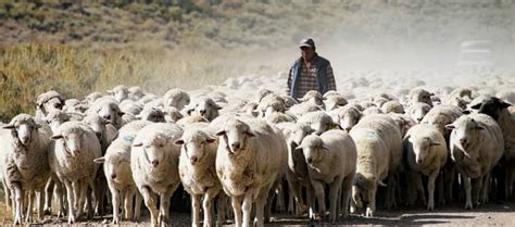 Sheepherders in Idaho: Lifestyles of Rural Residents - Village Missions