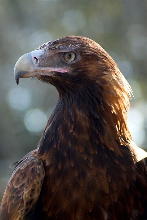 "Wedgetail Eagle" by Judy Harland | Redbubble