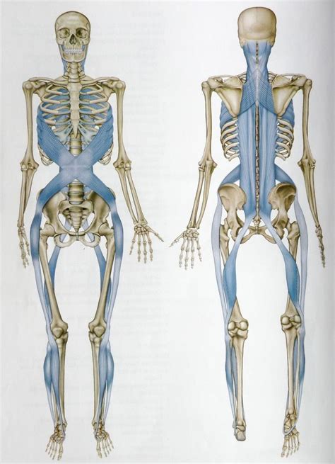 fascial lines - Google Search | Massage therapy, Anatomy, Yoga anatomy