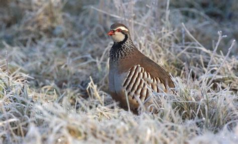 The Bird Songs Behind 'The 12 Days of Christmas' | Bird, Exotic birds, Medieval