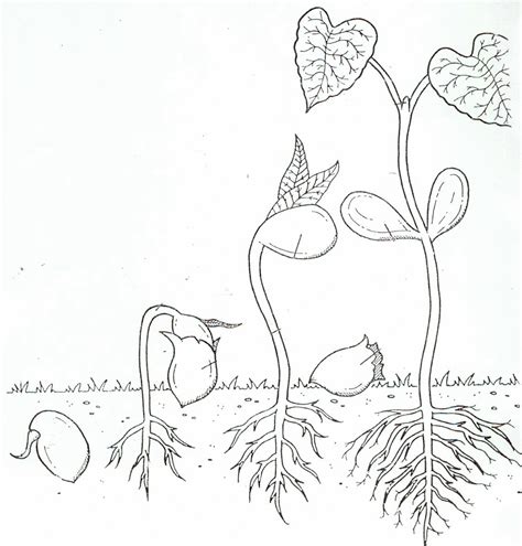 Seed Germination Worksheet