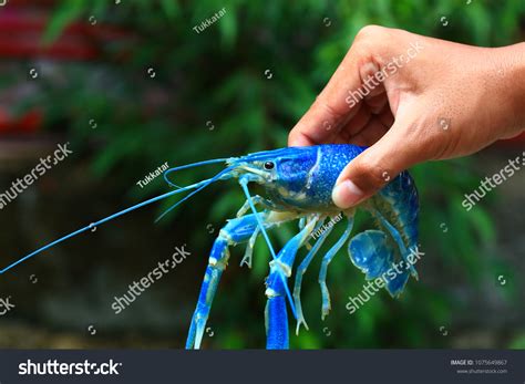 Australian Red Claw Crayfish Queensland Red Stock Photo 1075649867 | Shutterstock