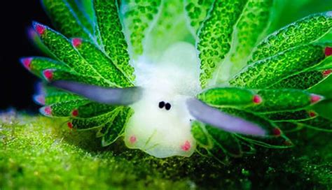 Sheep Of The Sea Are Cutest Slugs We've Ever Seen - The Dodo