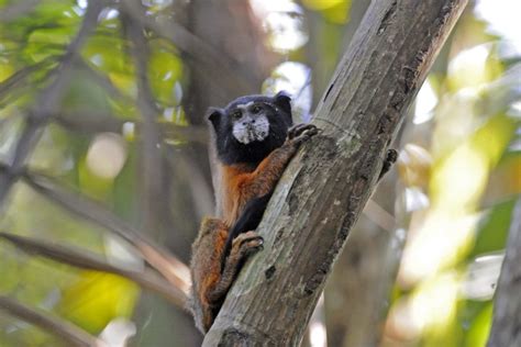 Napo Wildlife Center Tours, Prices, Bookings - Ecuador Amazon Lodge