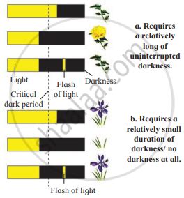 Long Answer Question: Describe the types of plants on the basis of ...