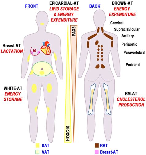 Locations of the adipose depots associated with their functions. | Download Scientific Diagram