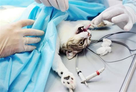 Megacolon in Cats: Causes, Description, Symptoms, Treatment, Prognosis