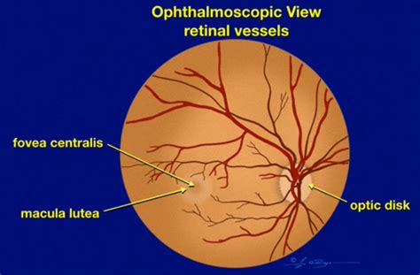 Macula Lutea Eye Model