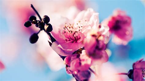 Cherry Blossom Wallpaper,HD Flowers Wallpapers,4k Wallpapers,Images,Backgrounds,Photos and Pictures