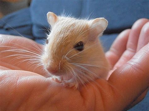 Cute Gerbils – A Post of Pictures… – Rodent Zone