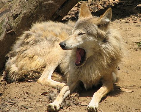 Himalayan Wolf (Canis himalayensis) – The Wolf Intelligencer