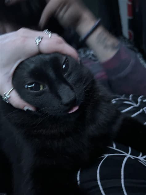 Meme style Blep 😂 : r/Blep