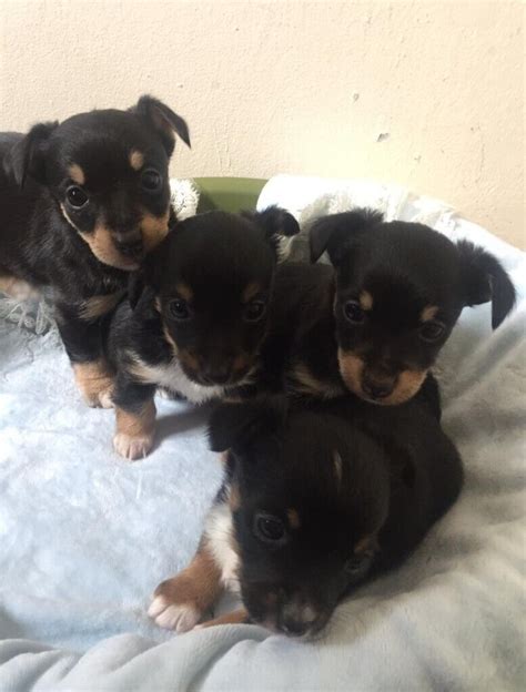 Rare teacup Jack Russell puppies | in Alsager, Staffordshire | Gumtree