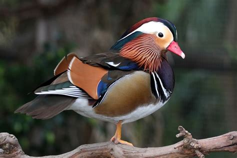 Mandarin ducks will make a statement in your pond! This colorful and awe-inspiring bird is a ...