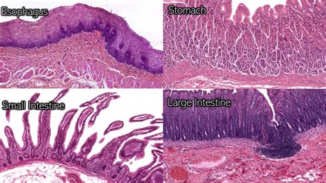 Large Intestine Histology Slides