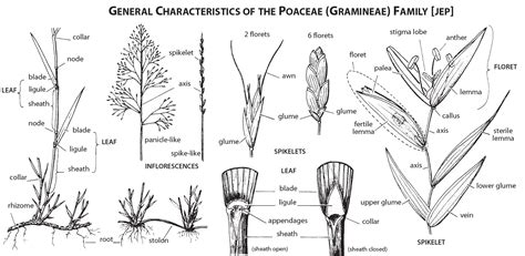 What are Grasses - The Lawn Institute