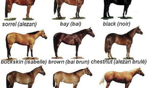 American Quarter Horse Colors