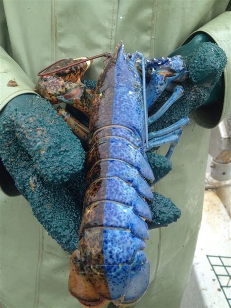 Rare genetic mutation on lobster | Genius