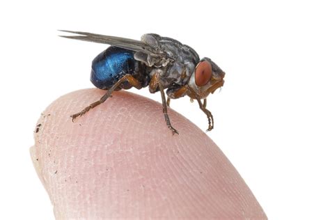 Human Botfly Belize Photograph by Piotr Naskrecki - Pixels