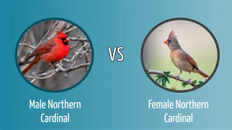 Northern Cardinal Male vs. Female: How to Tell the Difference - Optics Mag