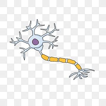 Neuron PNG, Vector, PSD, and Clipart With Transparent Background for ...