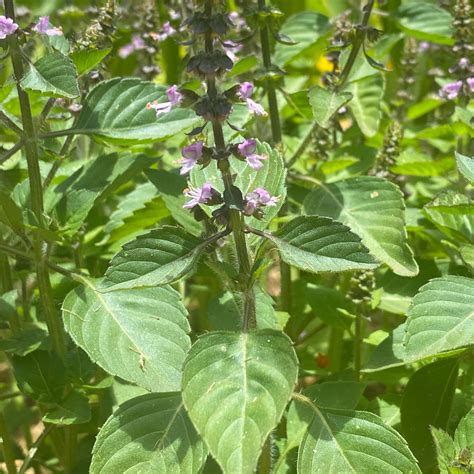 Holy Basil plant - flowers and leaves