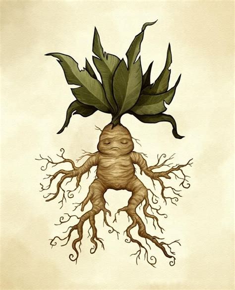 Mandrake Fine Art Print | Nature art prints, Harry potter art drawings ...