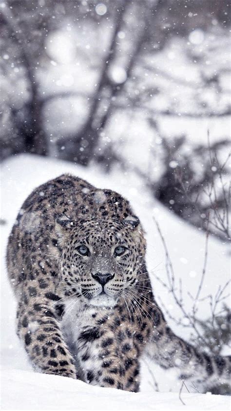 Snow Leopard Wallpapers - Top Free Snow Leopard Backgrounds - WallpaperAccess