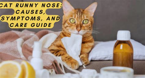 Cat Runny Nose: Causes, Symptoms, and Care Guide - kitty craze chronicle