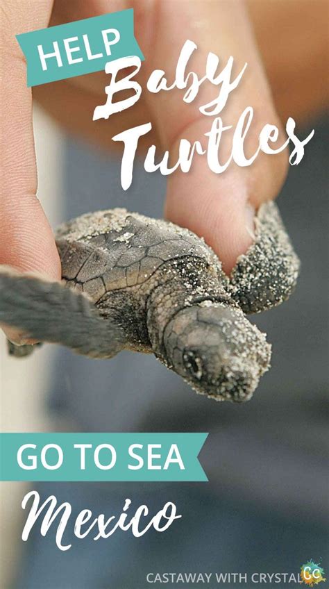 How to be a part of turtle releases in Mexico | When do sea turtles hatch in Cancun? | Turtle ...