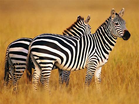 Animal Zebra HD Wallpapers - Wallpaper Cave