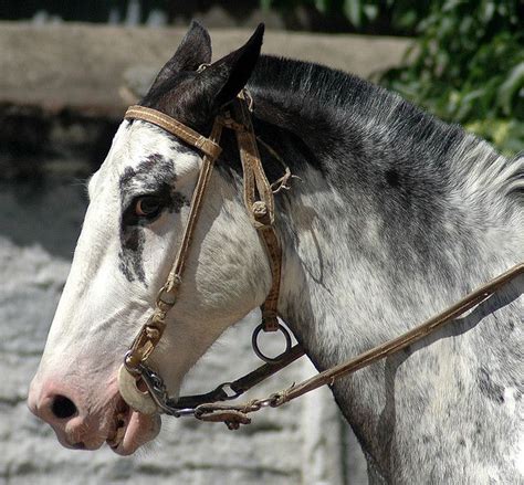 sabino 5 | Horses, Beautiful horses, Pretty horses