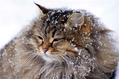 Snow Cat wallpaper | animals | Wallpaper Better