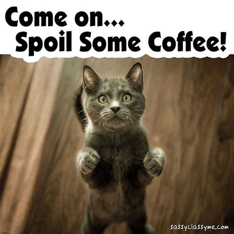 😺 😸 Come on... Spoil Some Coffee!! 😺 😸 ☕ #catmemes #cats #memes #wholesomememes #coffee #humor # ...