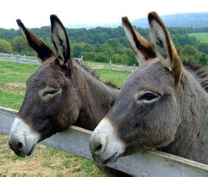 24 Delightful Facts About Donkeys - Fact City