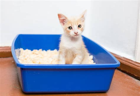 How To Litter Train Kittens - Pets Training and Boarding