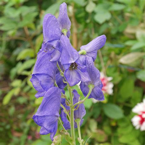 Purple Flowering Shrubs Identification