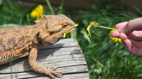 How to Create the Perfect Habitat for Your Reptile Friend — Dan's Pet Care