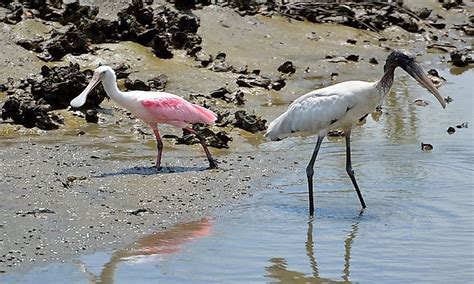 What Are Wading Birds? - WorldAtlas