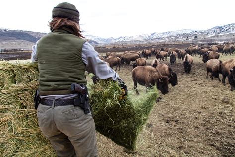 Bison Conservation and Transfer Program - Yellowstone Forever